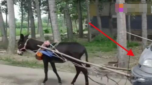 爆料二驴卖车视频大全,揭秘网红带货新潮流  第3张